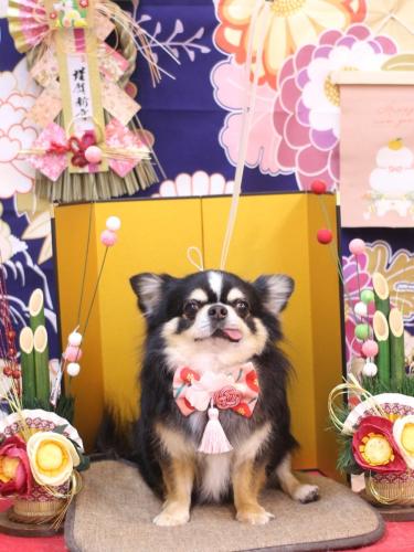 20240127ごまくん